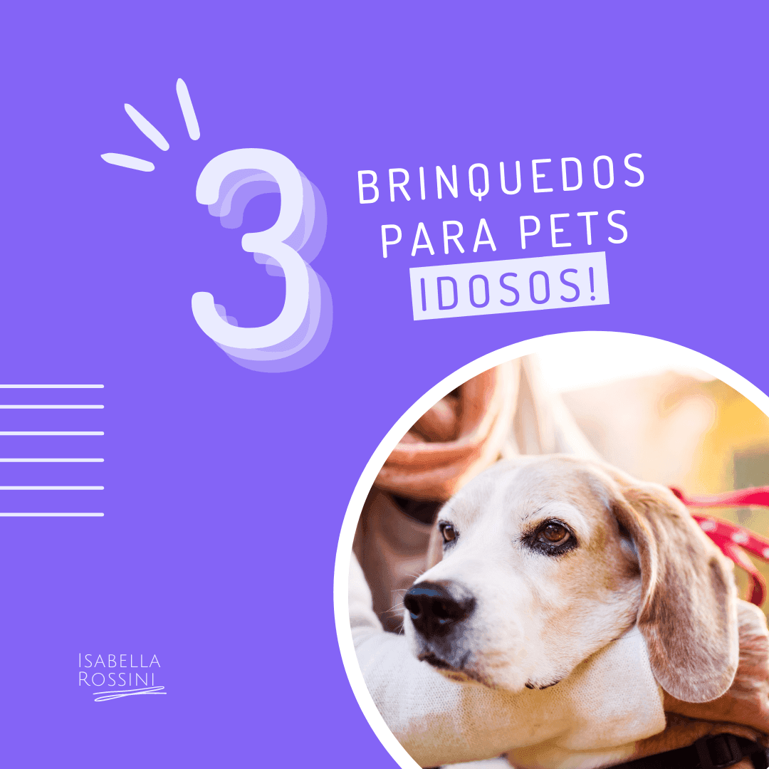 3 brinquedos para pets IDOSOS