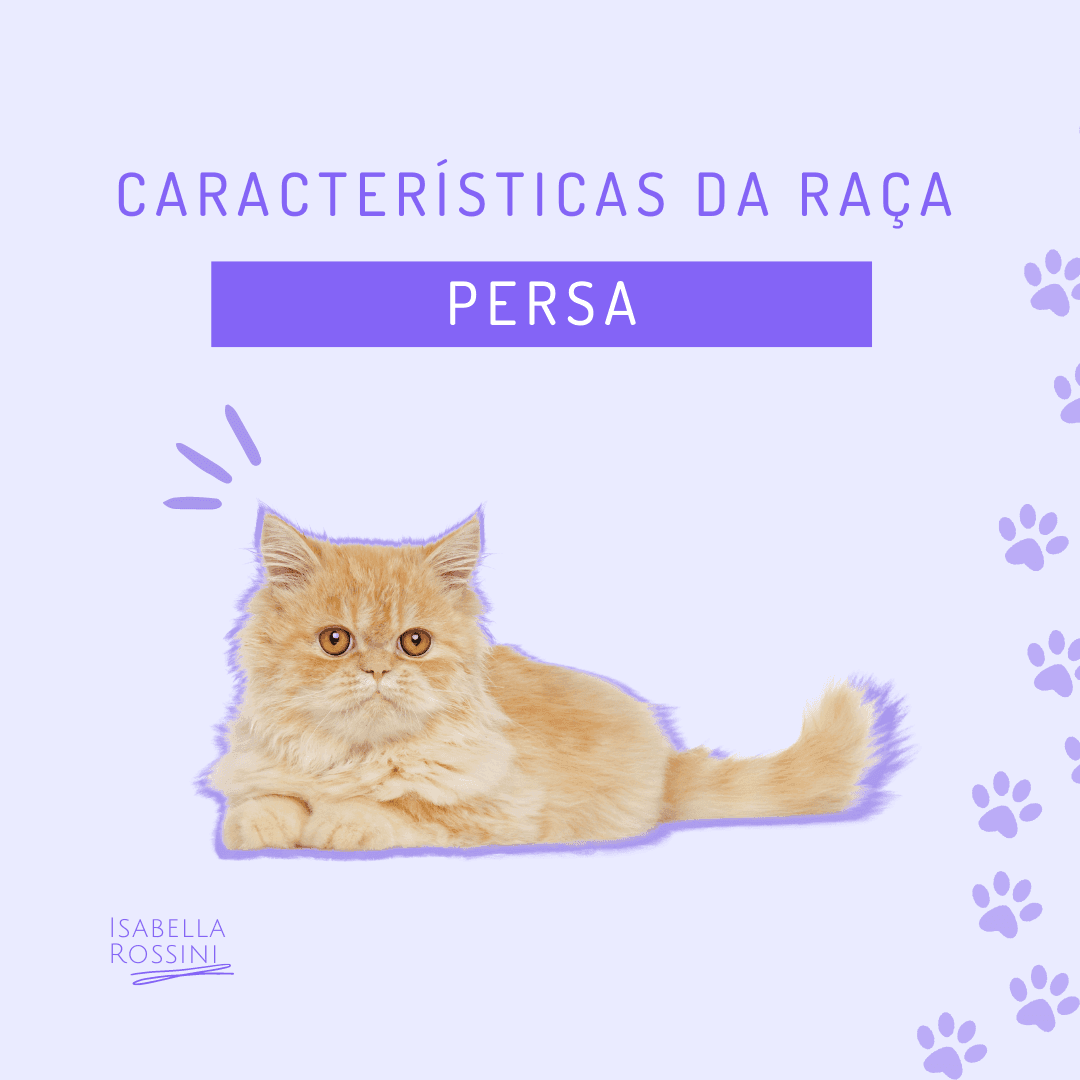 Características da raça Persa