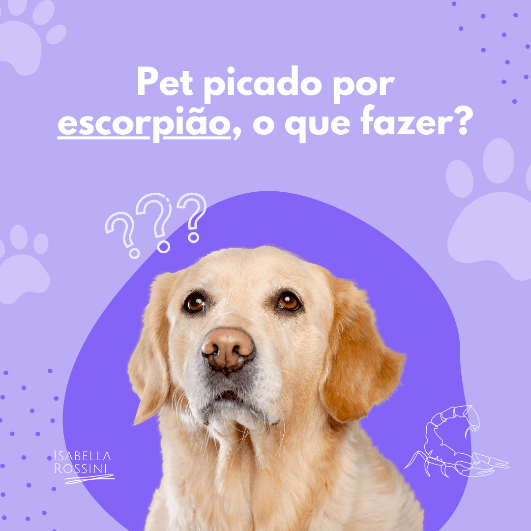 Meu pet foi picado por escorpião, o que fazer?