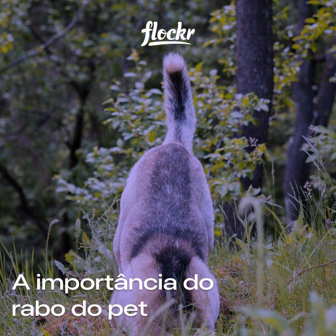 A importância do rabo do pet