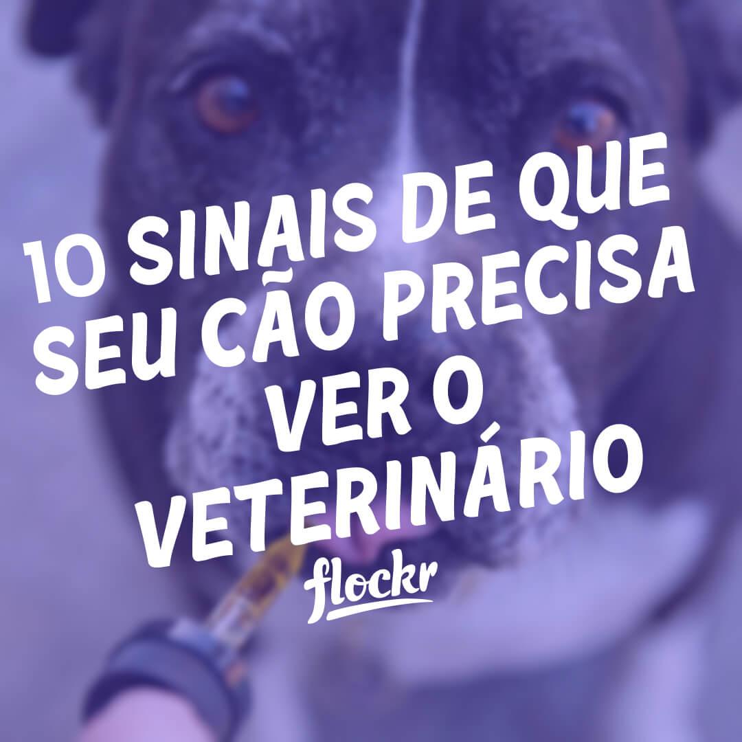 10 Sinais de Que Seu Cão Precisa Ver o Veterinário