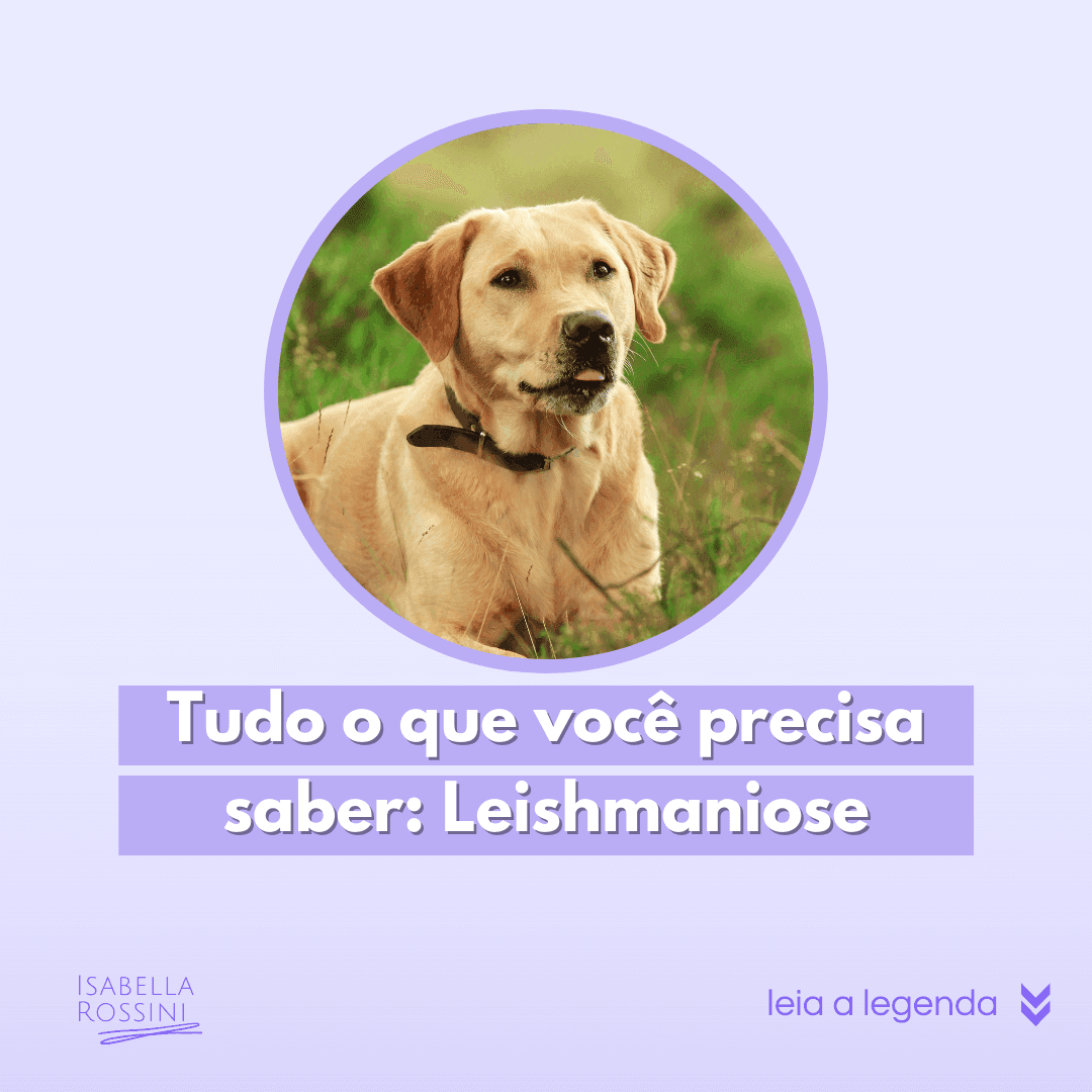 Leishmaniose, o que eu preciso saber?