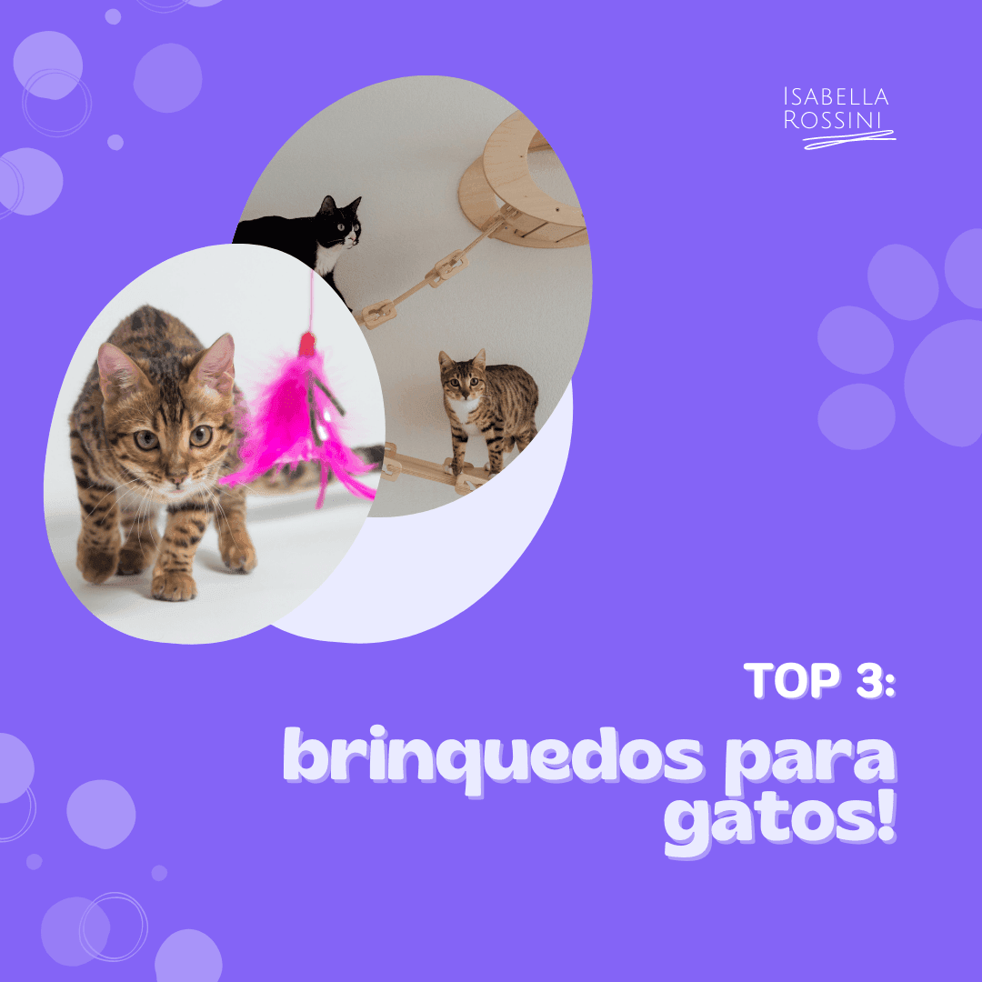 Top 3 brinquedos para gatos