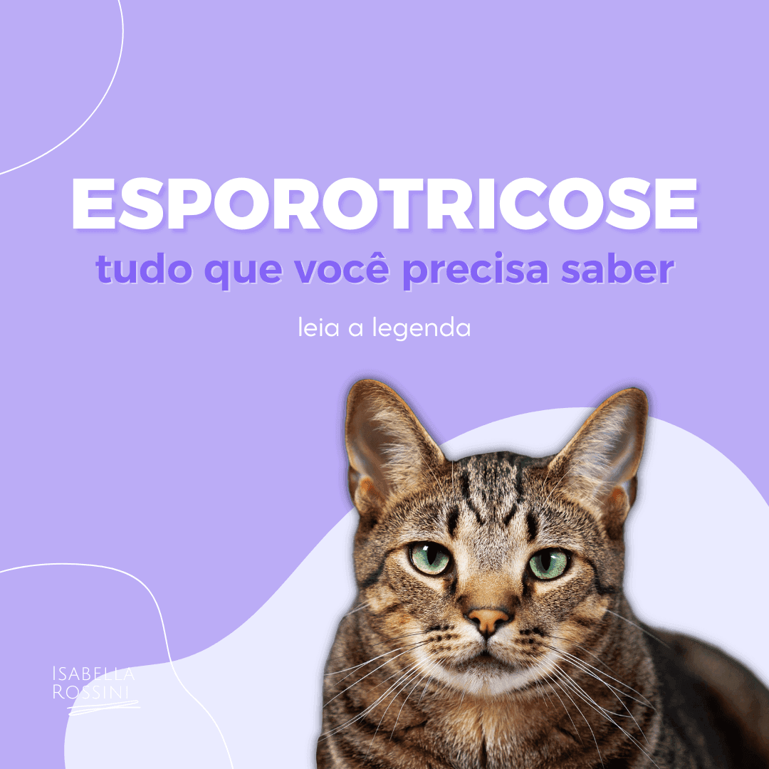 Esporotricose, tudo o que preciso saber!