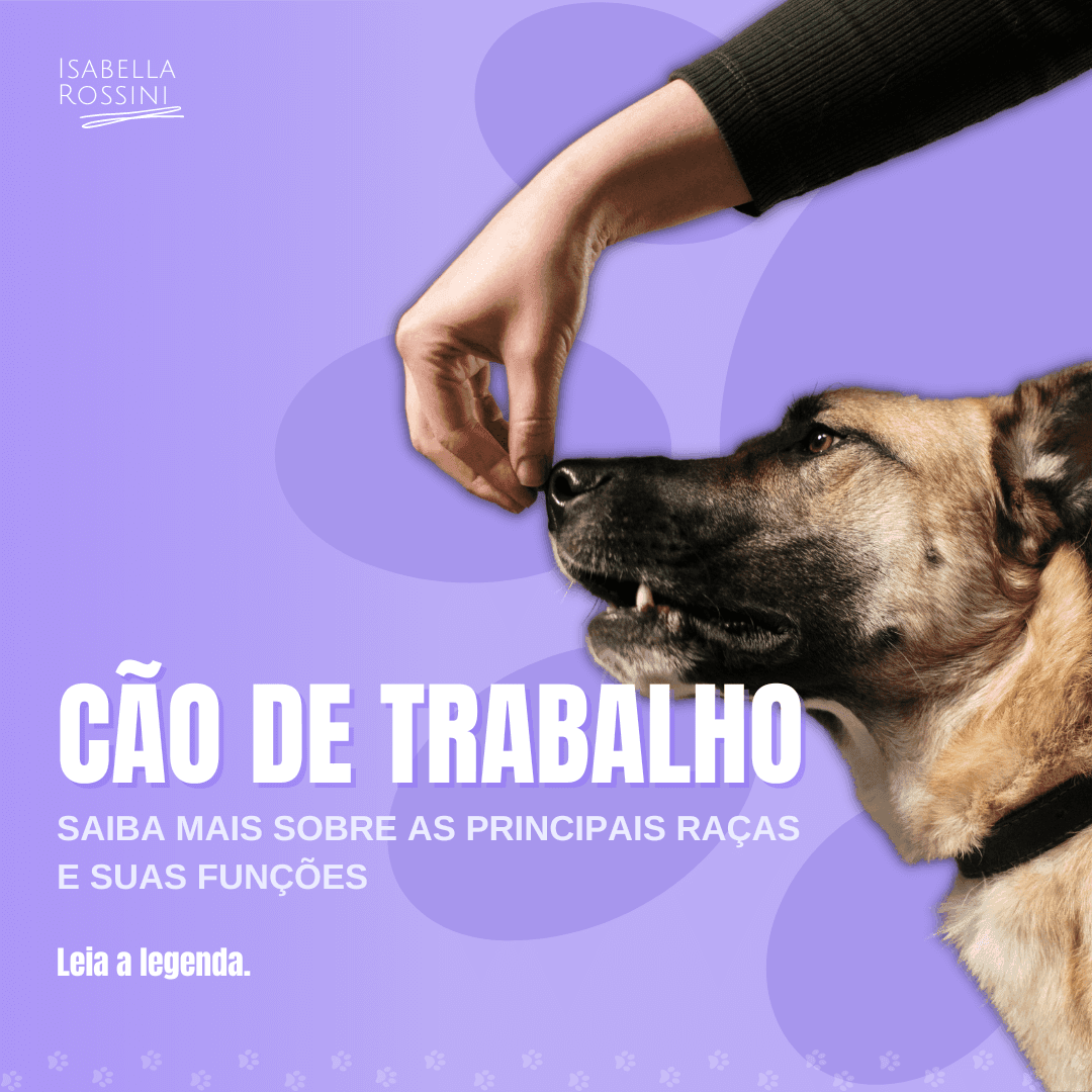 Cão de trabalho: saiba mais sobre as raças e as funções