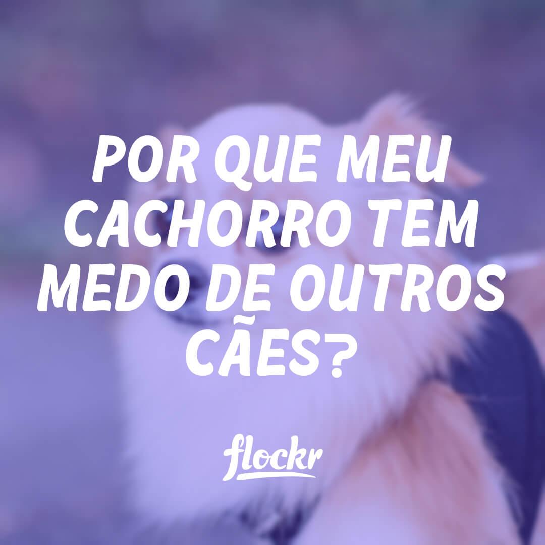 Por que Meu Cachorro Tem Medo de Outros Cães?