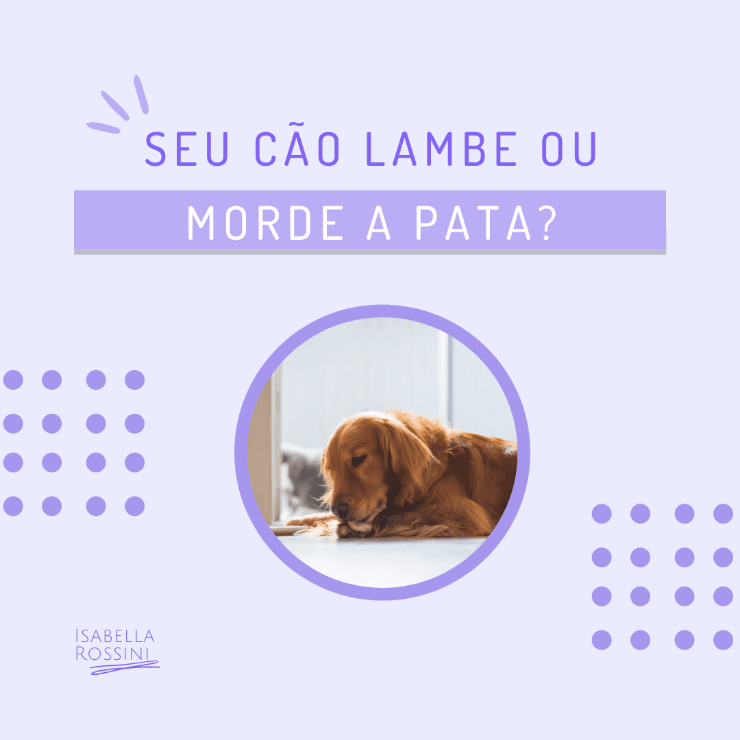 Seu cão lambe ou morde a pata?