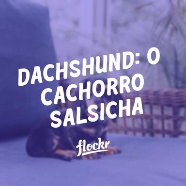 Dachshund - O Cachorro Salsicha