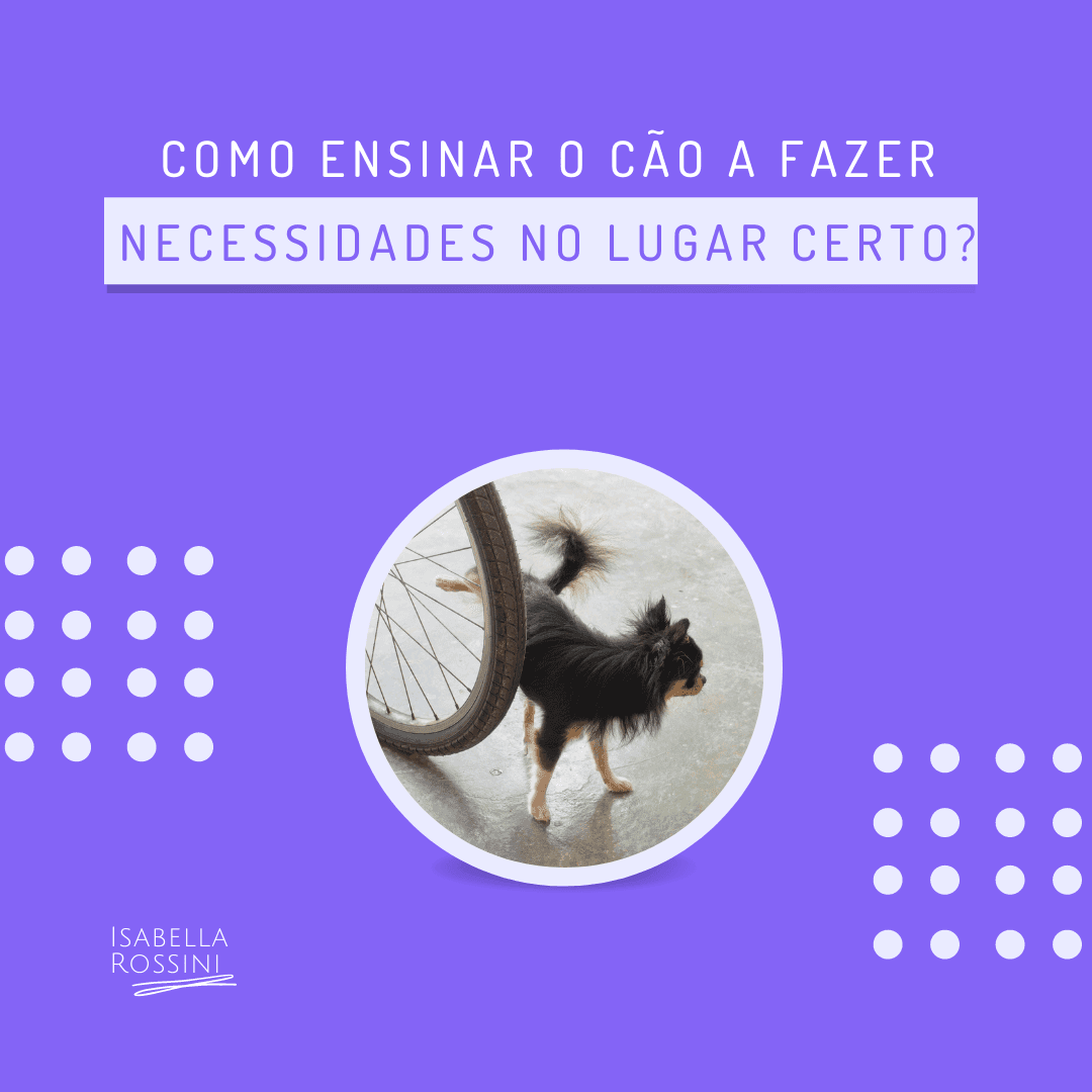 Como ensinar o cão a fazer necessidades no lugar certo?