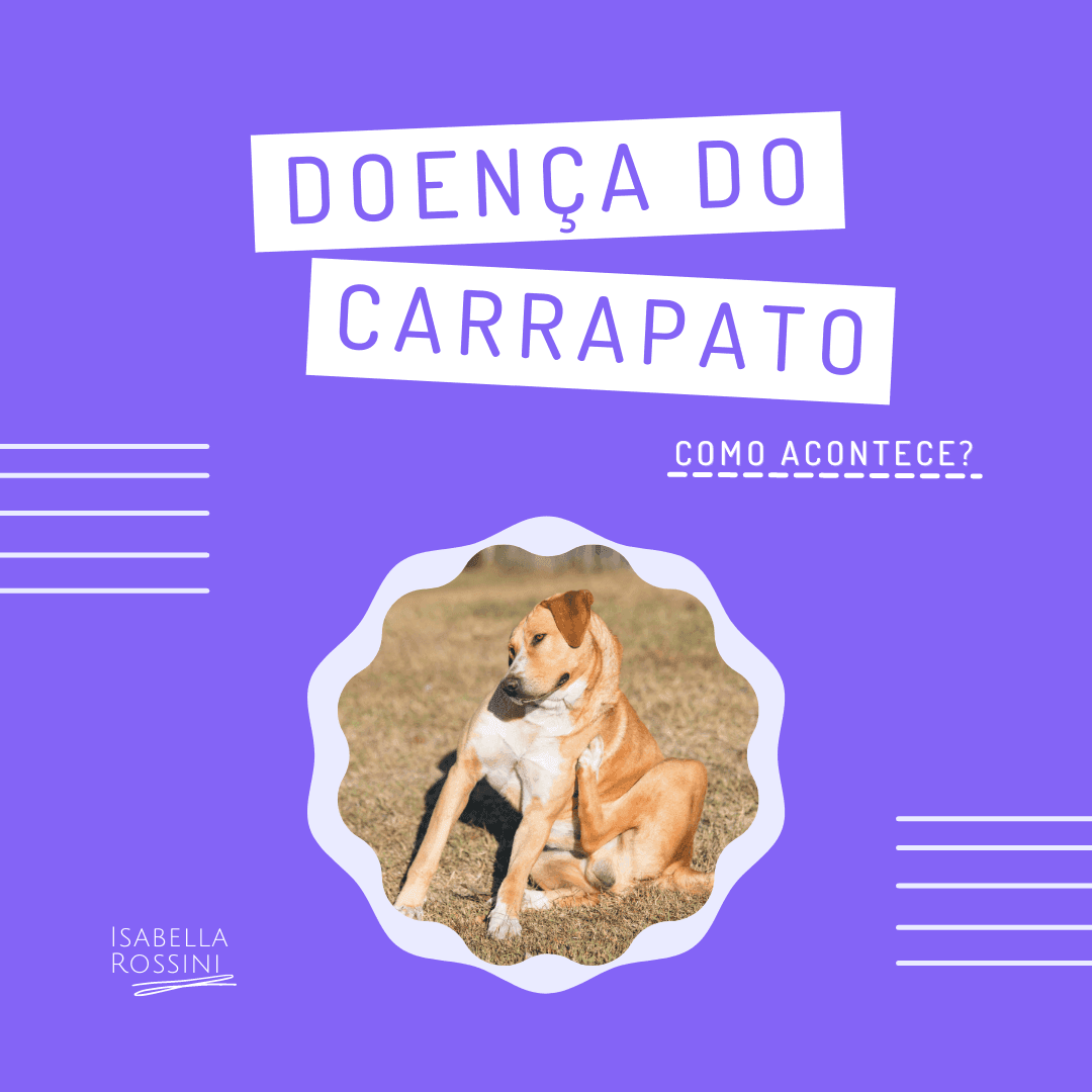 Como acontece a doença do carrapato?