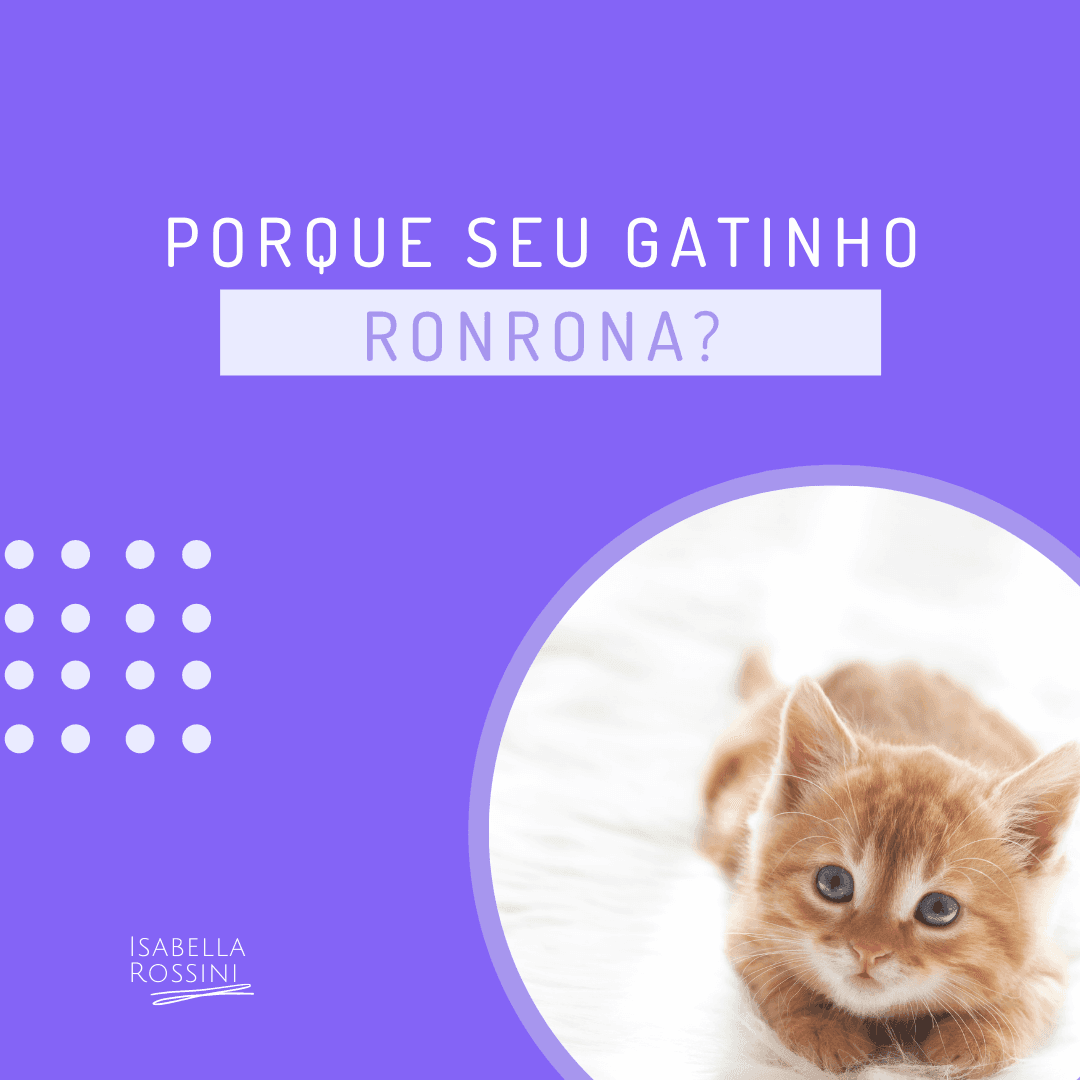 Porque seu gatinho ronrona?