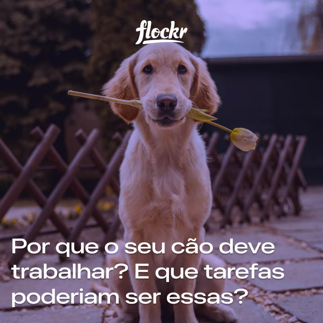 Por que o seu cão deve trabalhar? E que tarefas poderiam ser essas?