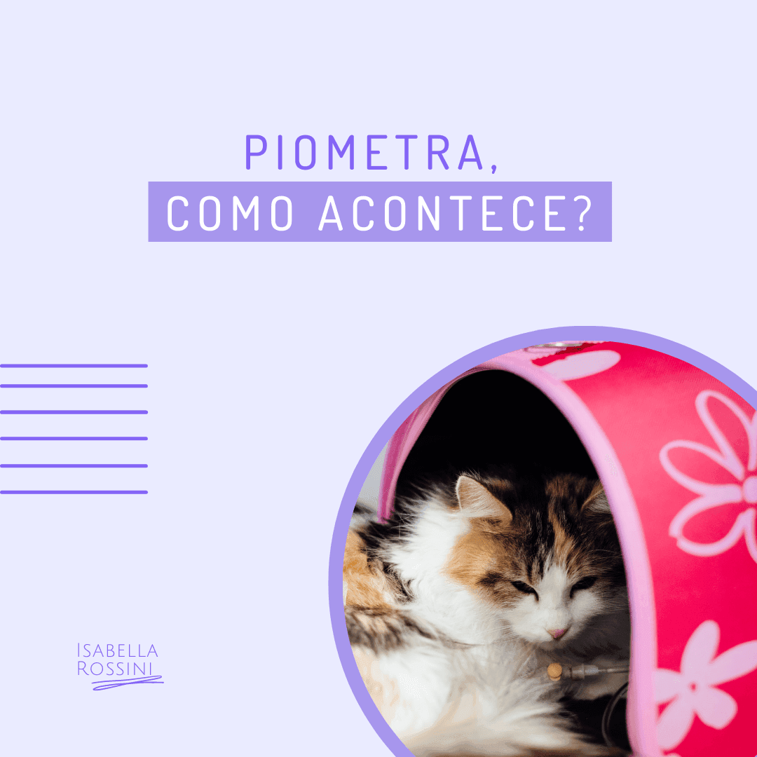 Como acontece a piometra?