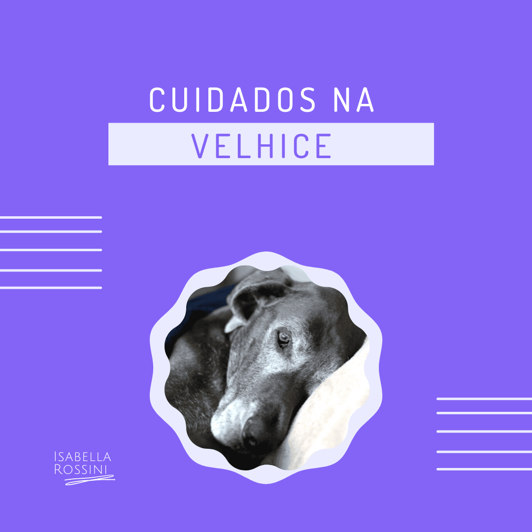 Quais são os cuidados com os cães na velhice?