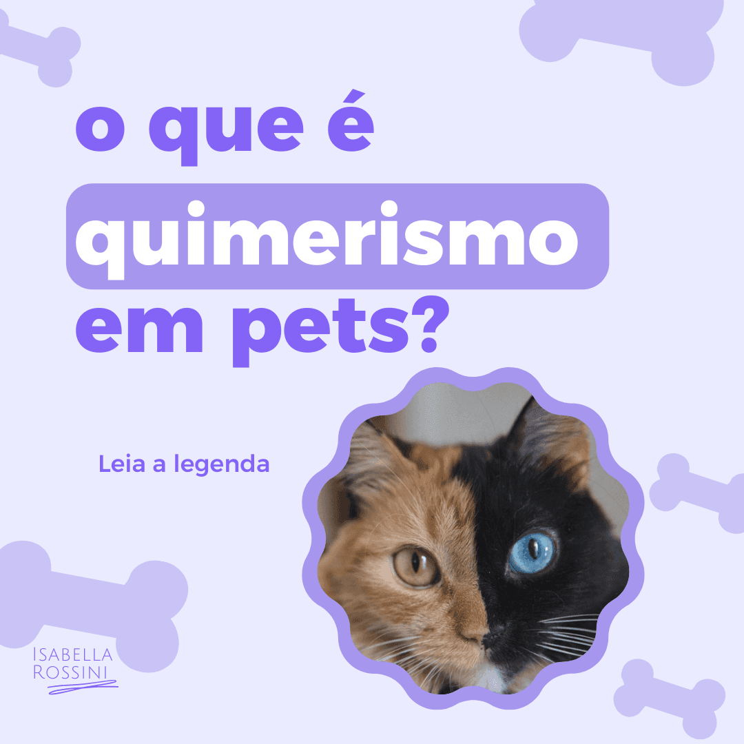 O que é quimerismo em pets?