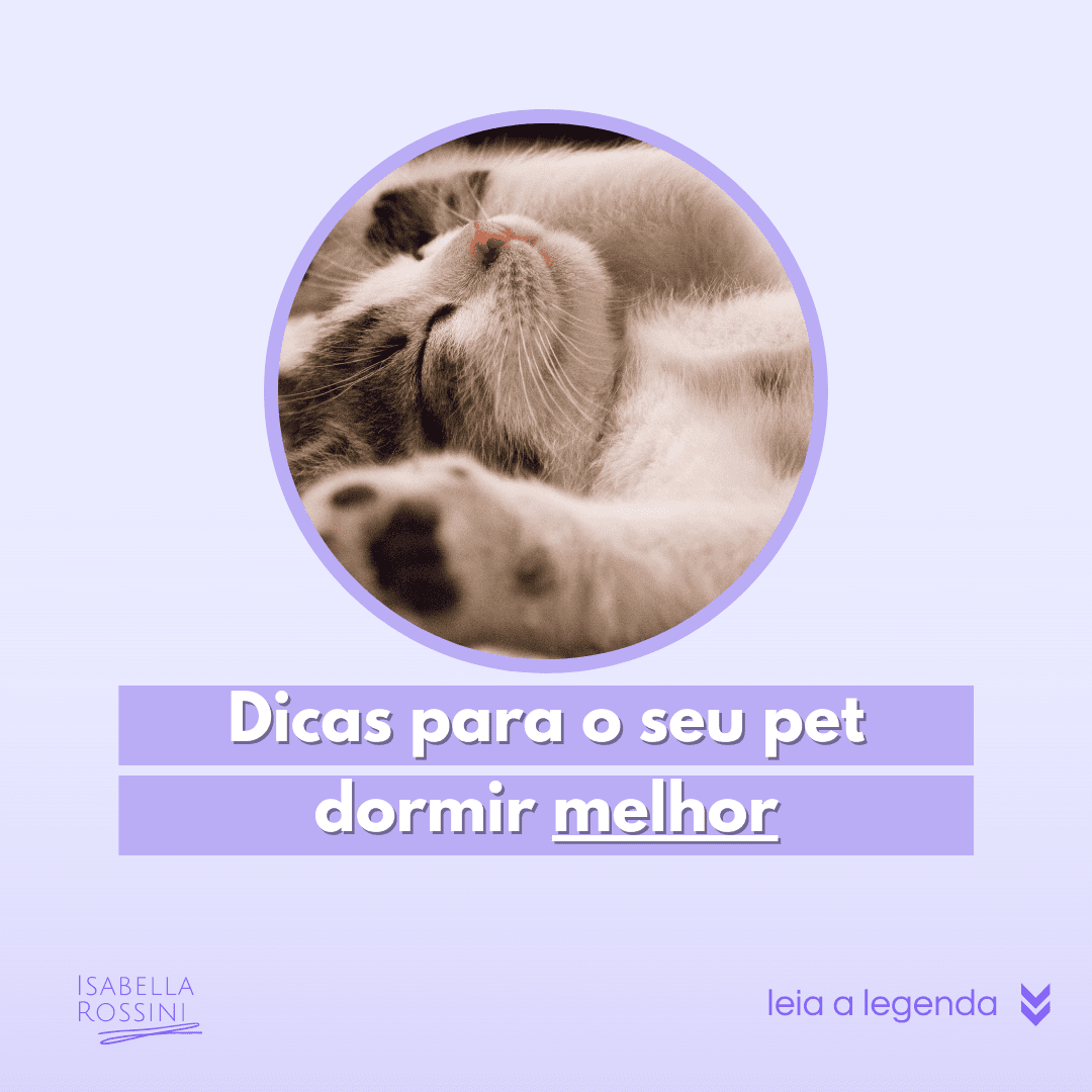 Dicas para o seu pet dormir melhor