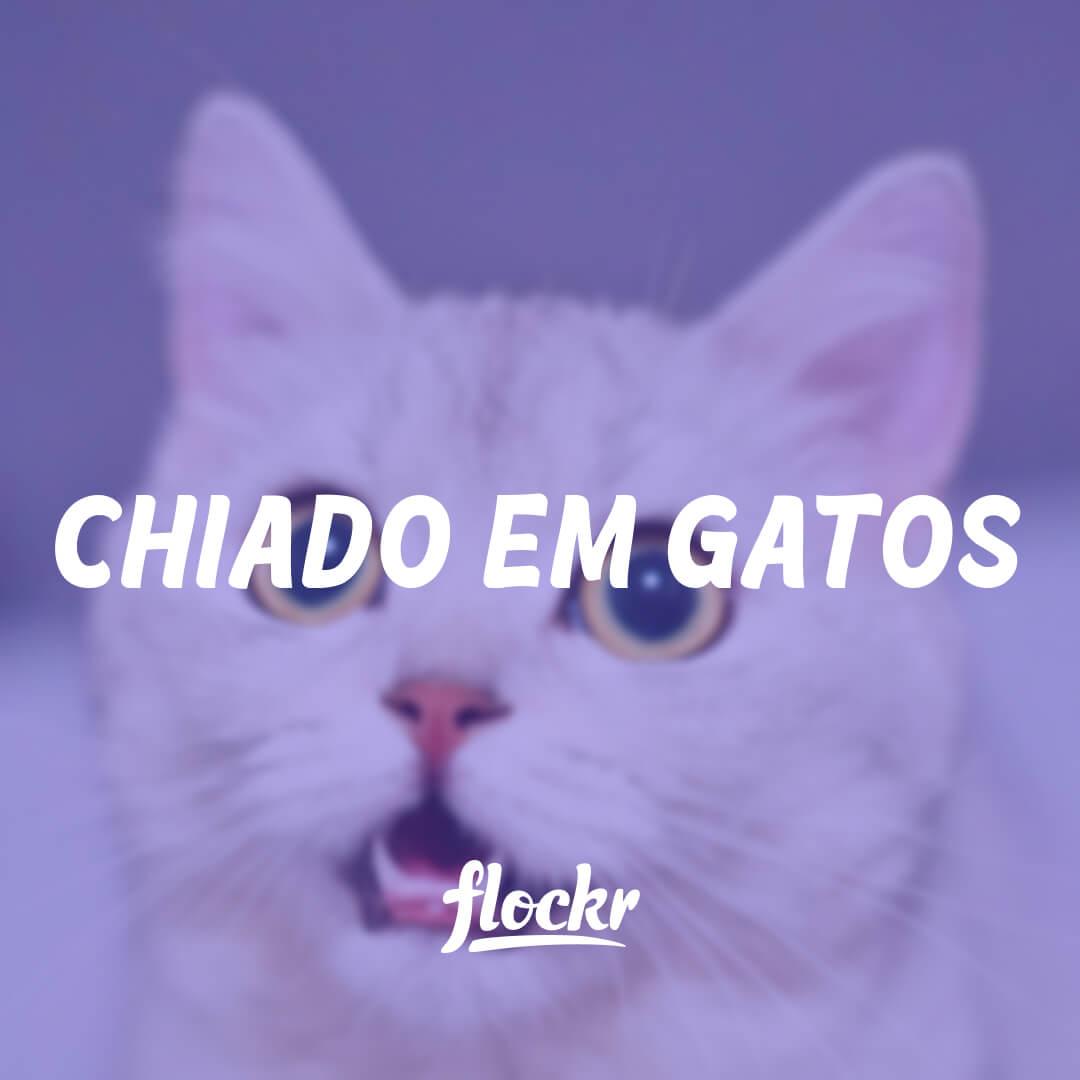 Chiado em Gatos: O que é e Por Que Acontece?