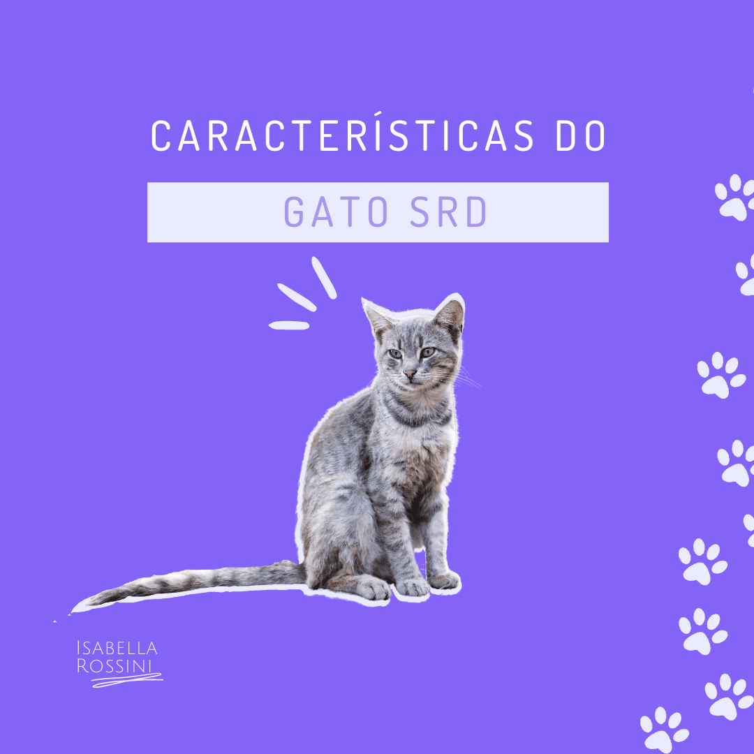 Características do gato SRD