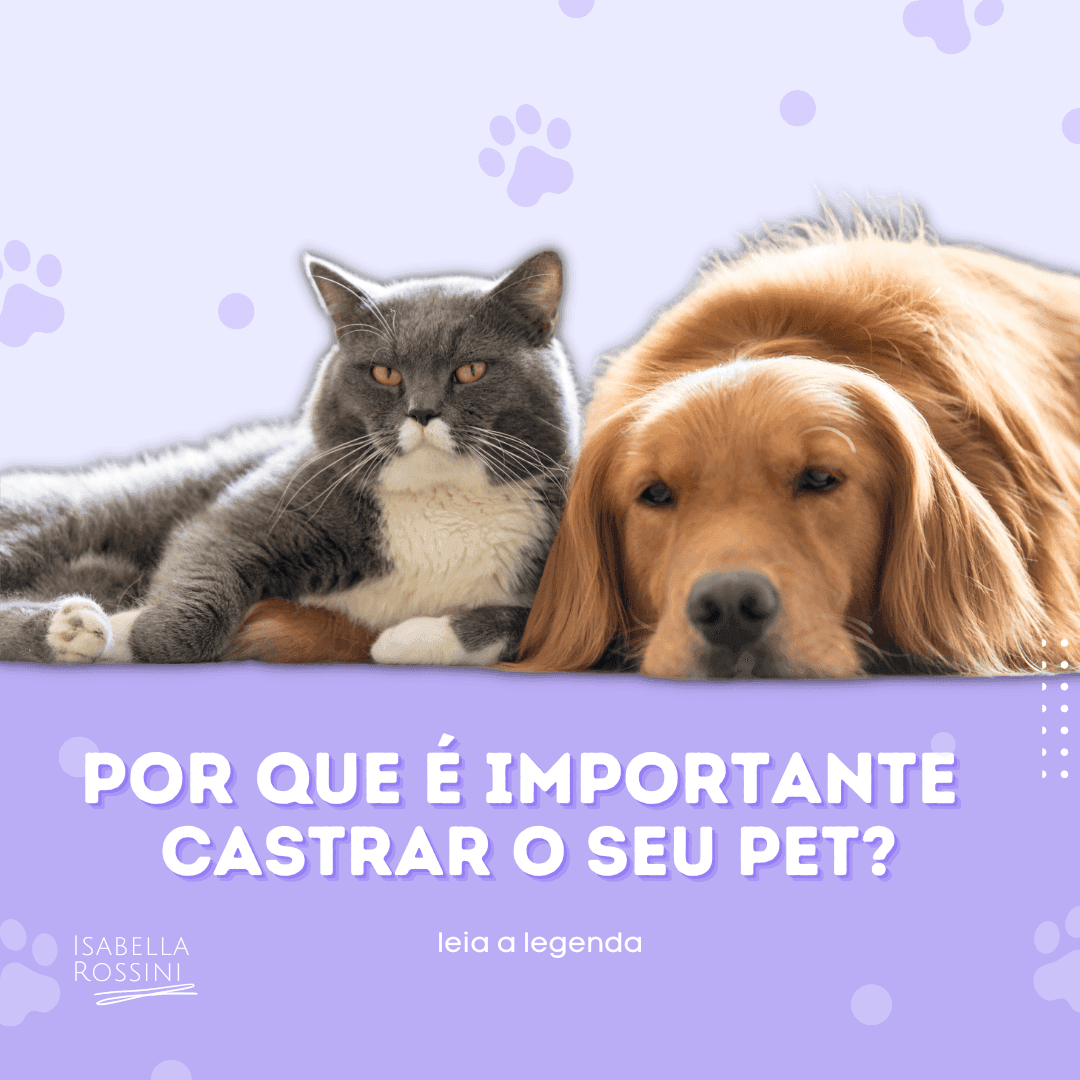 Por que é importante castrar o seu pet?