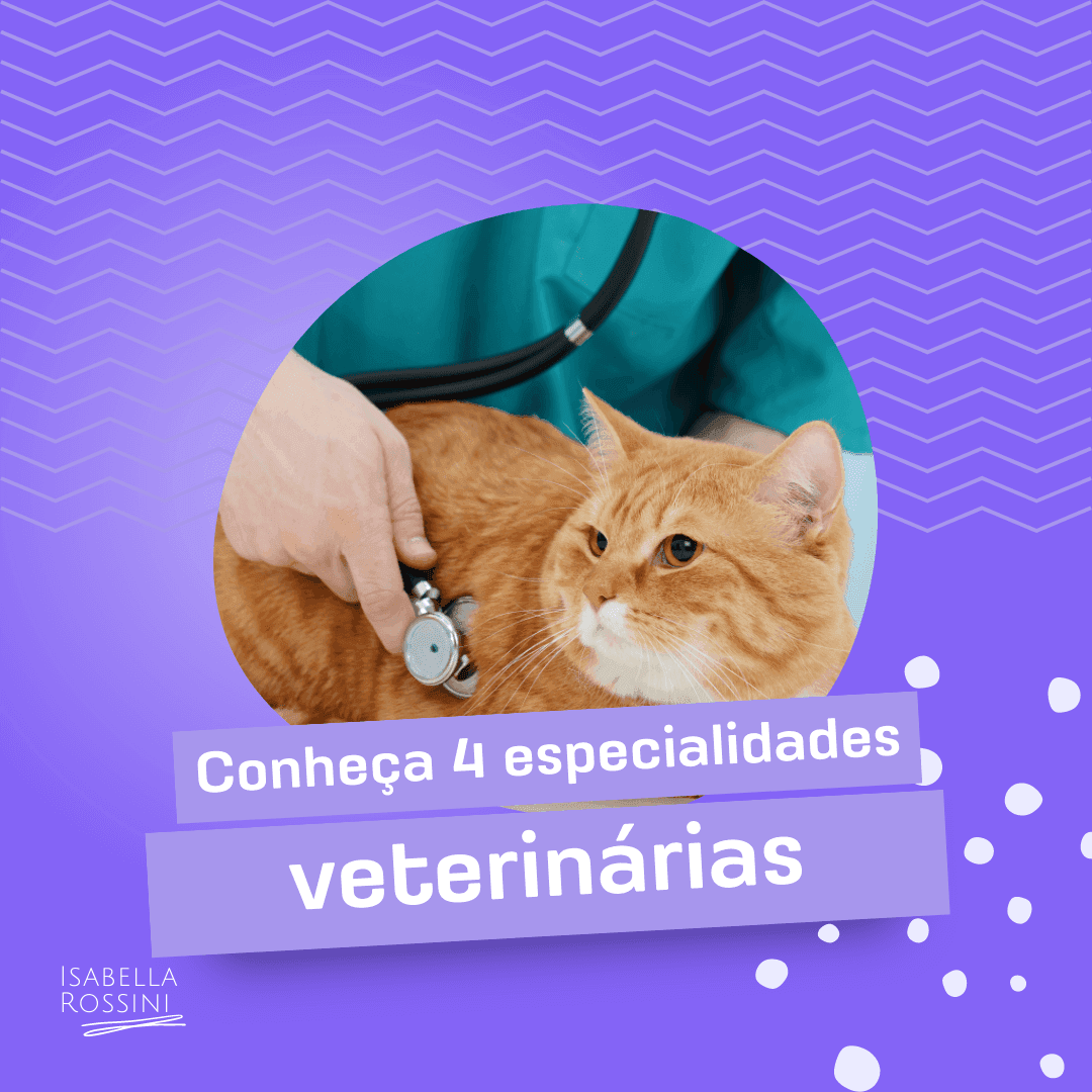 Conheça 4 especialidades da área veterinária