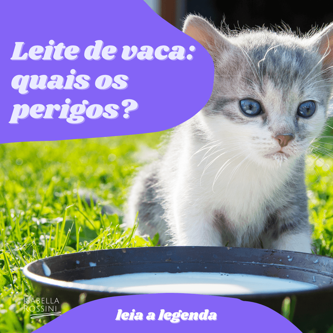 Leite de vaca para os pets: qual o perigo?