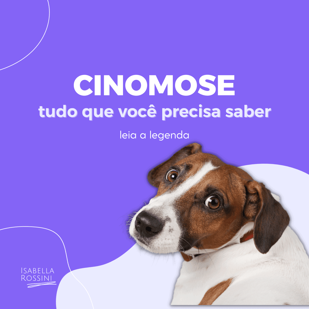 Cinomose, tudo o que você precisa saber!