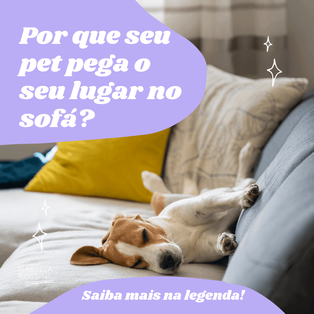 Por que o seu pet rouba seu lugar no sofá?