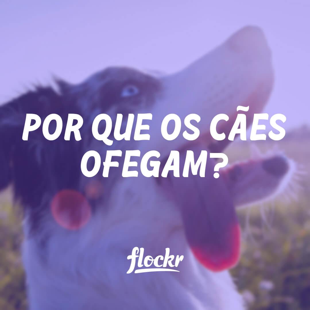 Por que os cães ofegam? E como saber se está fora do normal