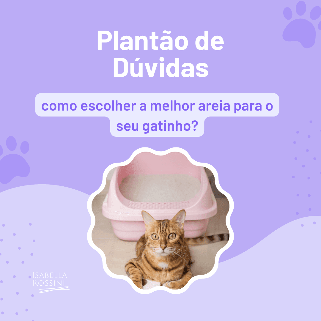 Como escolher a melhor areia para o seu gato?