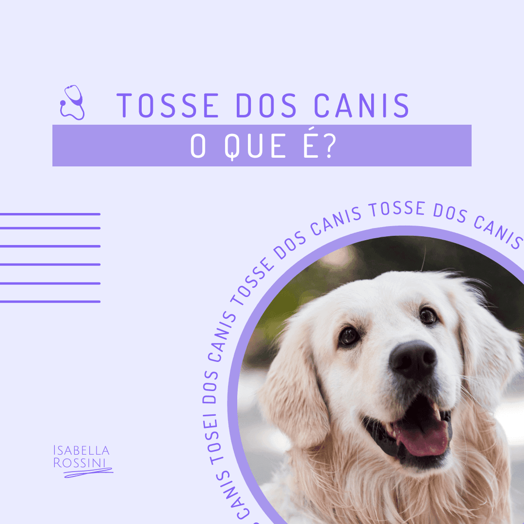 Tosse dos canis – o que é? 