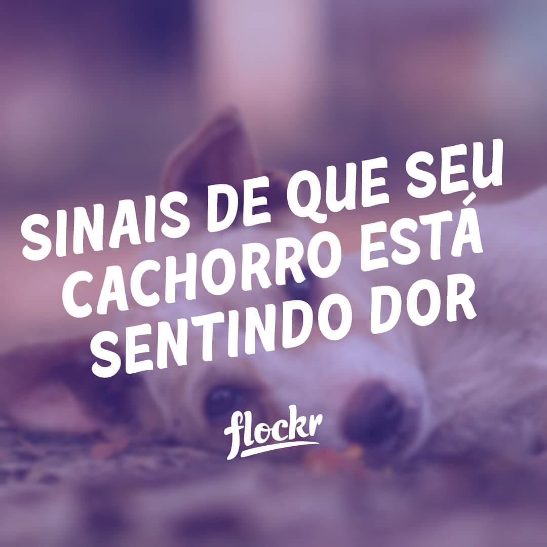 Sinais de Que Seu Cachorro Está Sentindo Dor