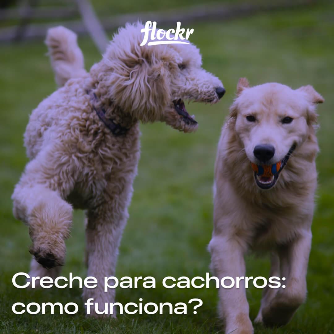 Creche para cachorros: como funciona?