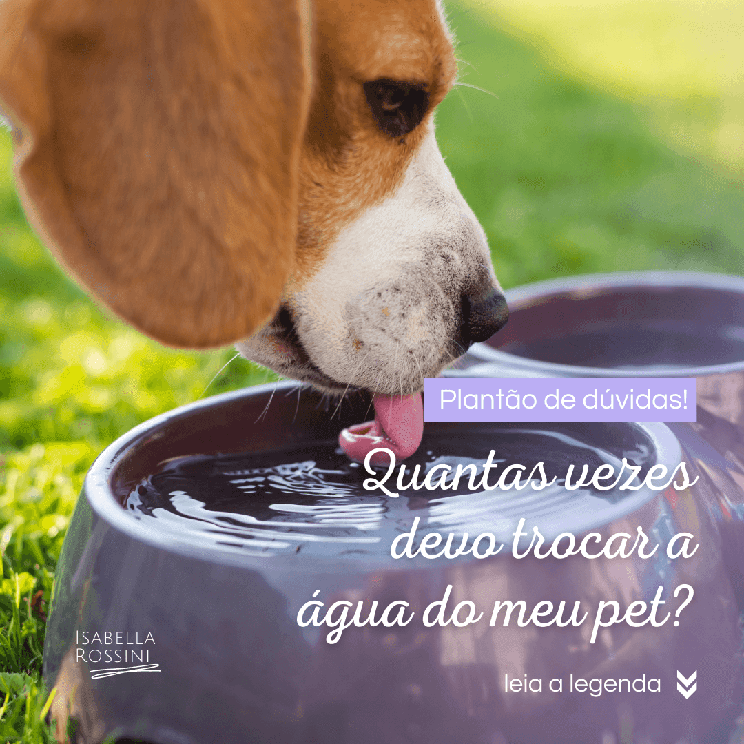 Plantão de dúvidas: Quantas vezes devo trocar a água do meu pet?