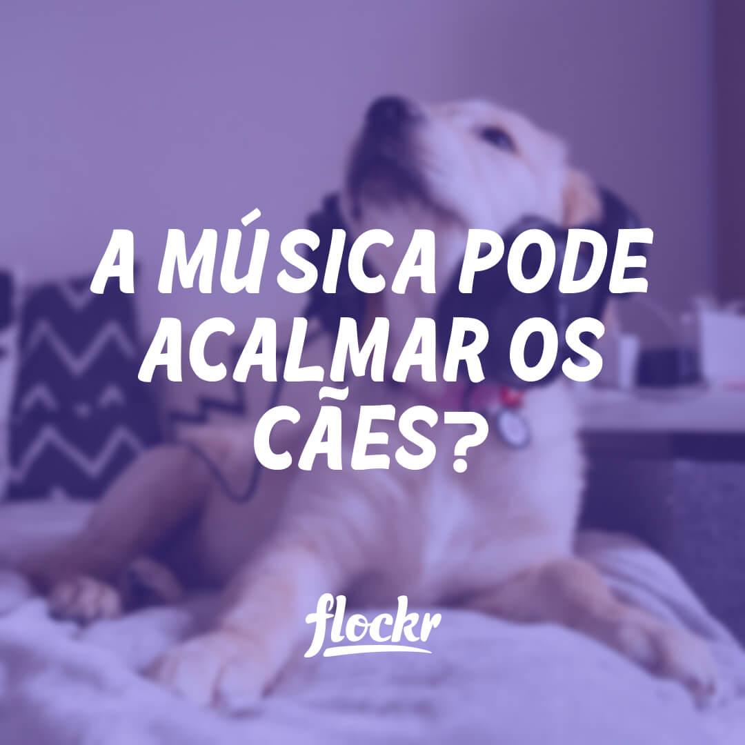 A Música Pode Acalmar os Cães?