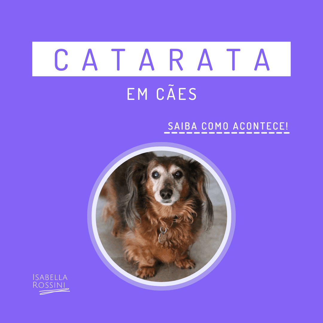 Catarata em cães, saiba como acontece!