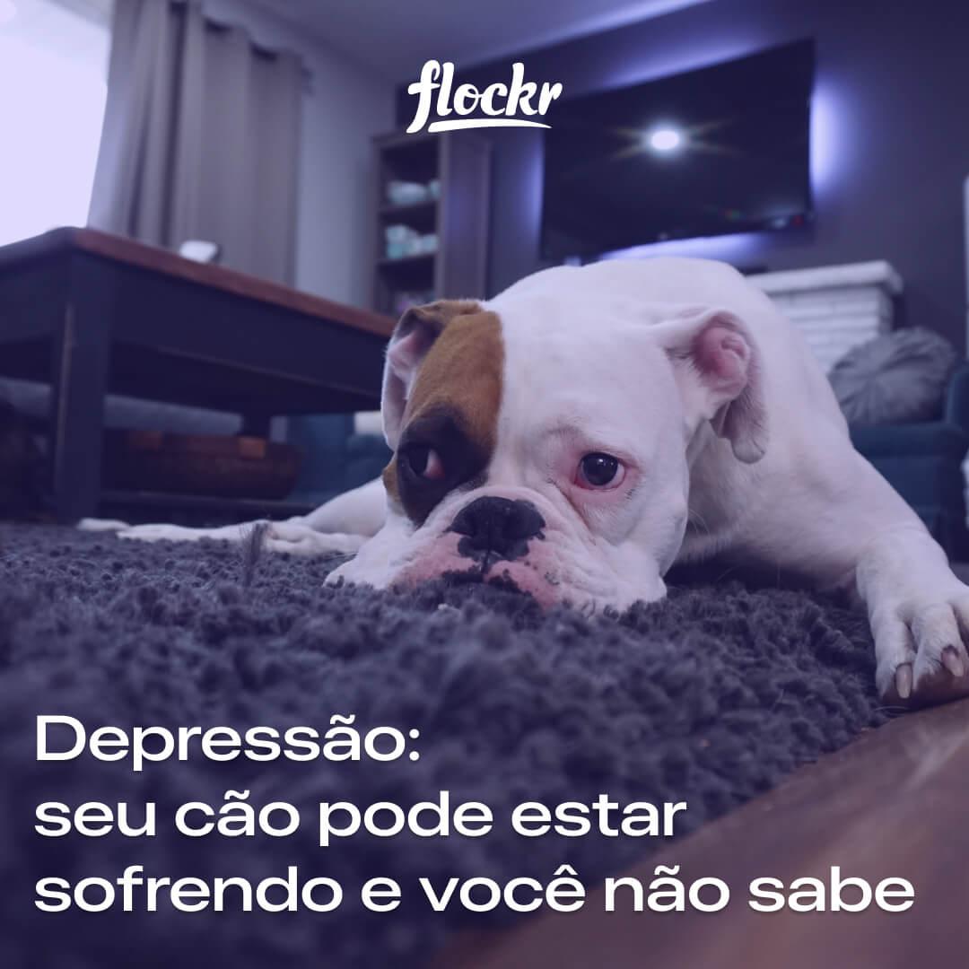 Depressão: seu cão pode estar sofrendo e você não sabe