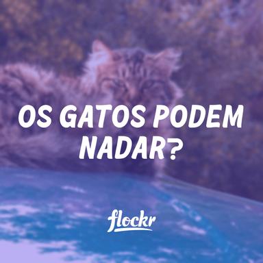 Os Gatos Podem Nadar?