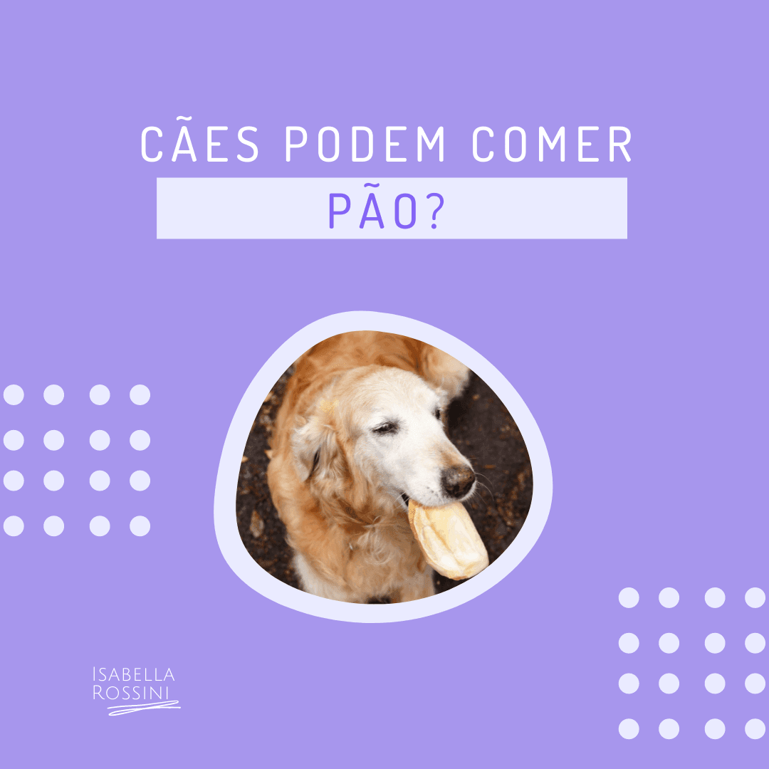 Cães podem comer pão? 