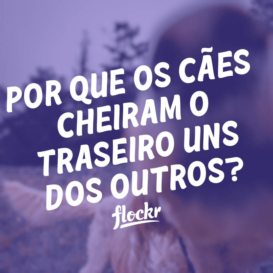 Por Que Os Cães Cheiram o Traseiro Uns dos Outros?