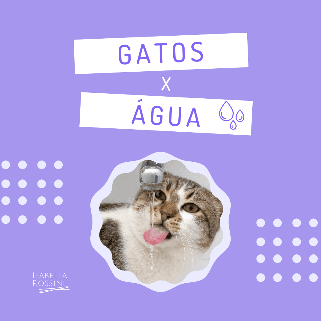 Seu gato não bebe muita água? Saiba o que fazer.