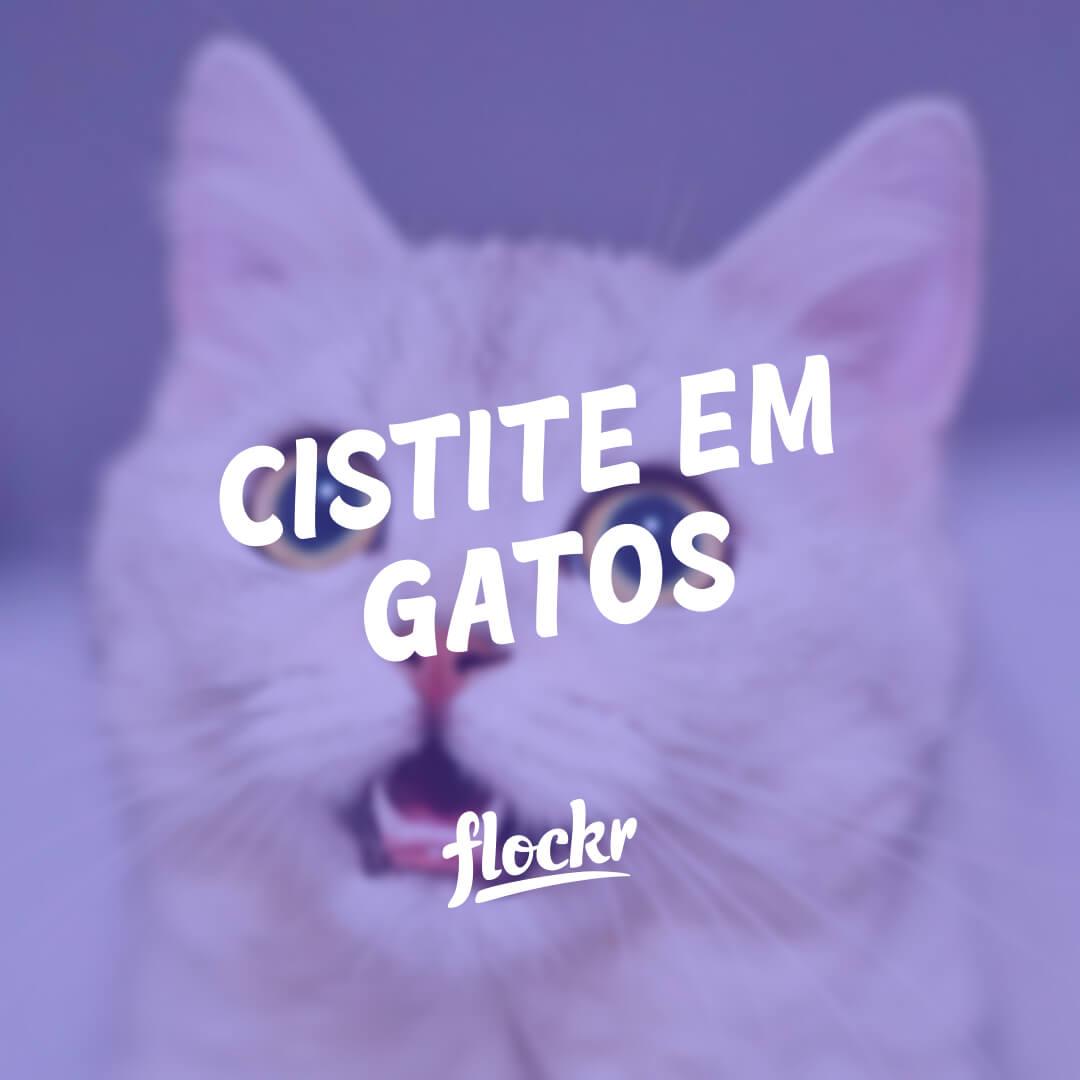 Cistite em Gatos