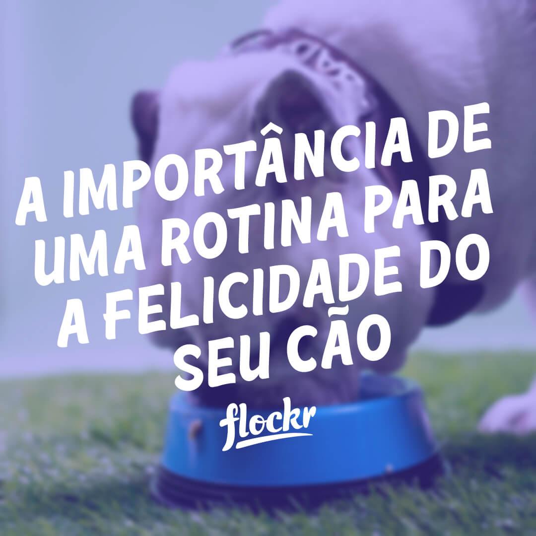 A Importância de uma Rotina para a Felicidade do seu Cão