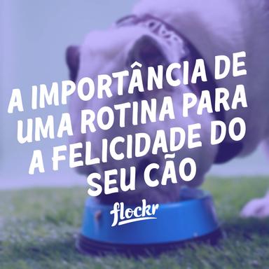 A Importância de uma Rotina para a Felicidade do seu Cão