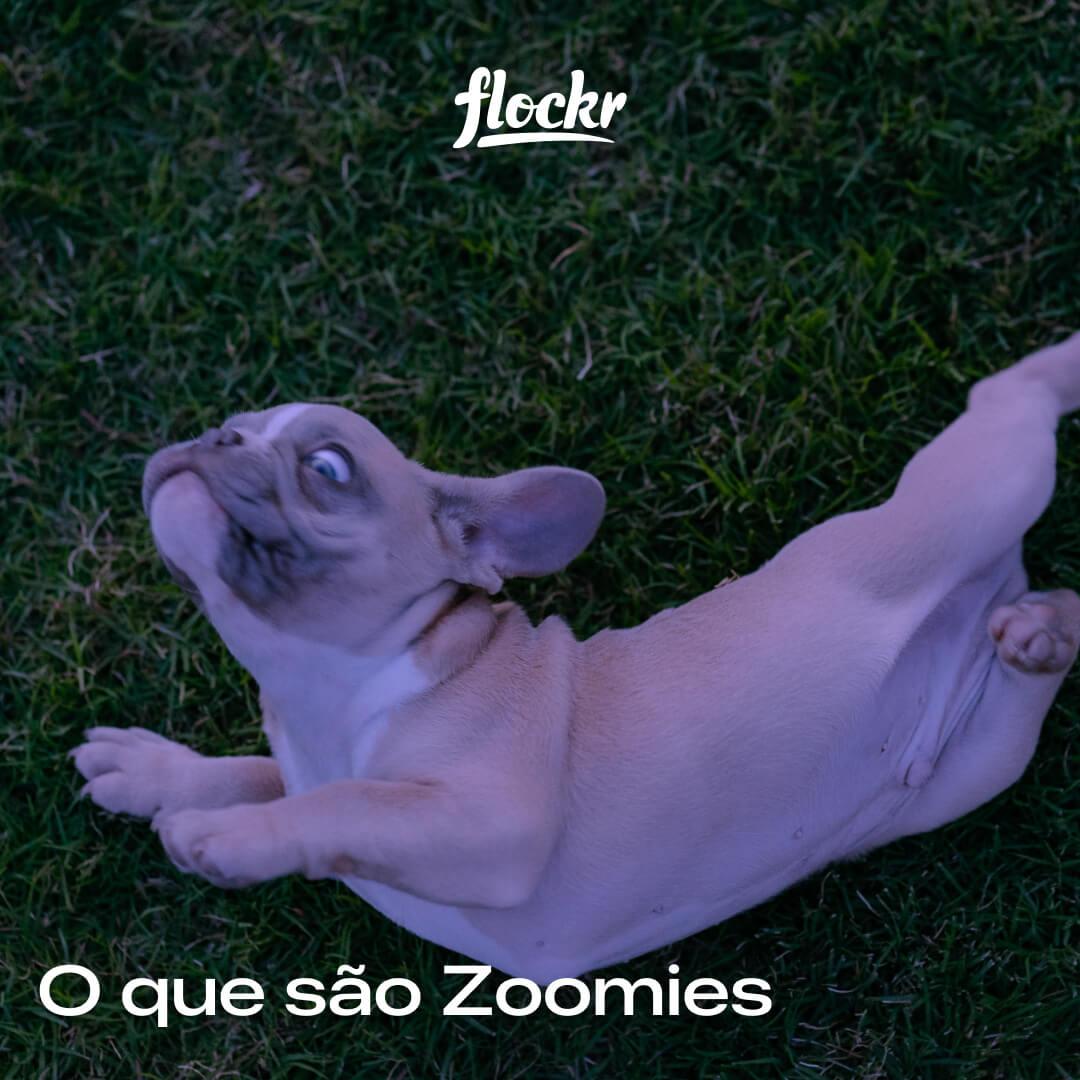 O que são Zoomies