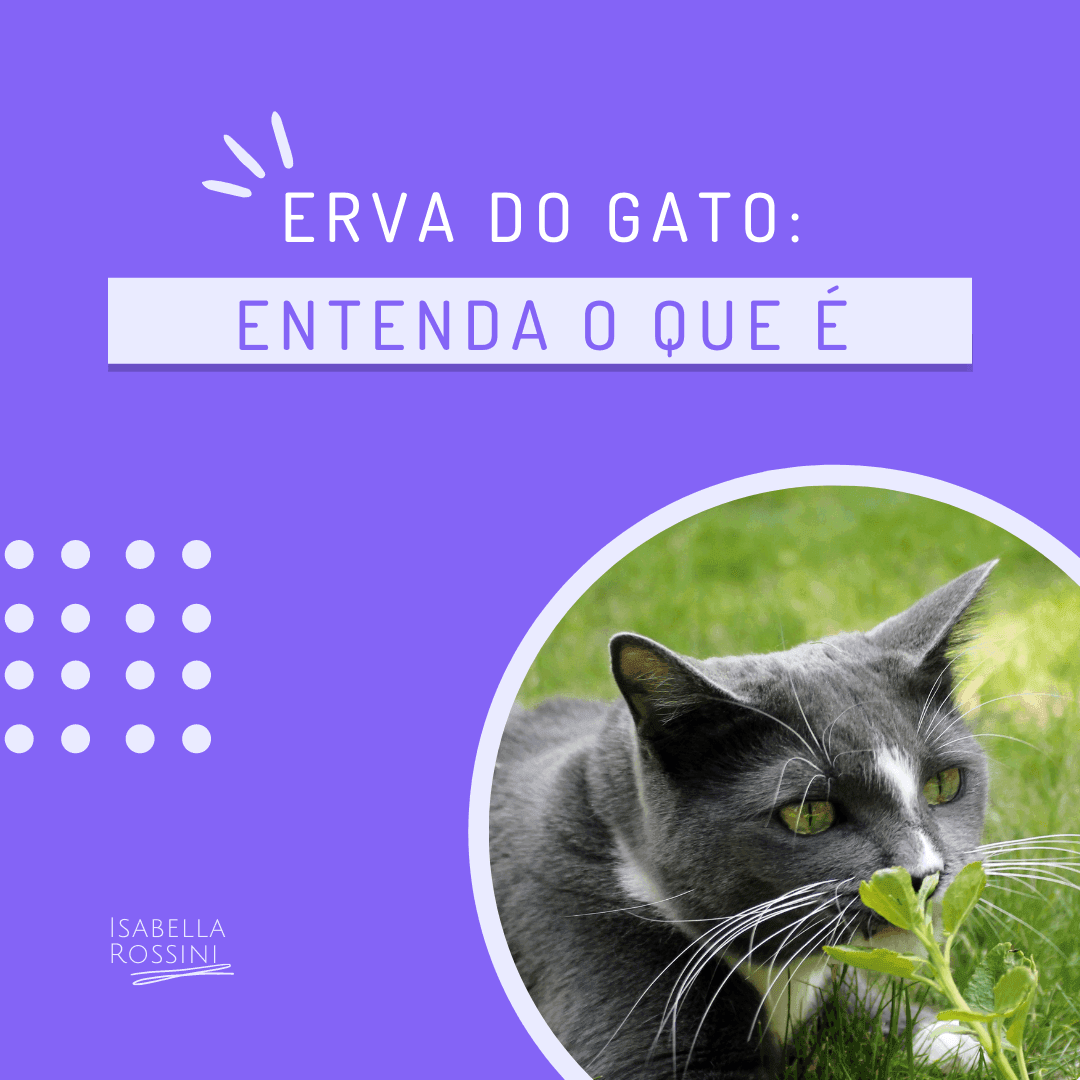 O que é erva do gato?