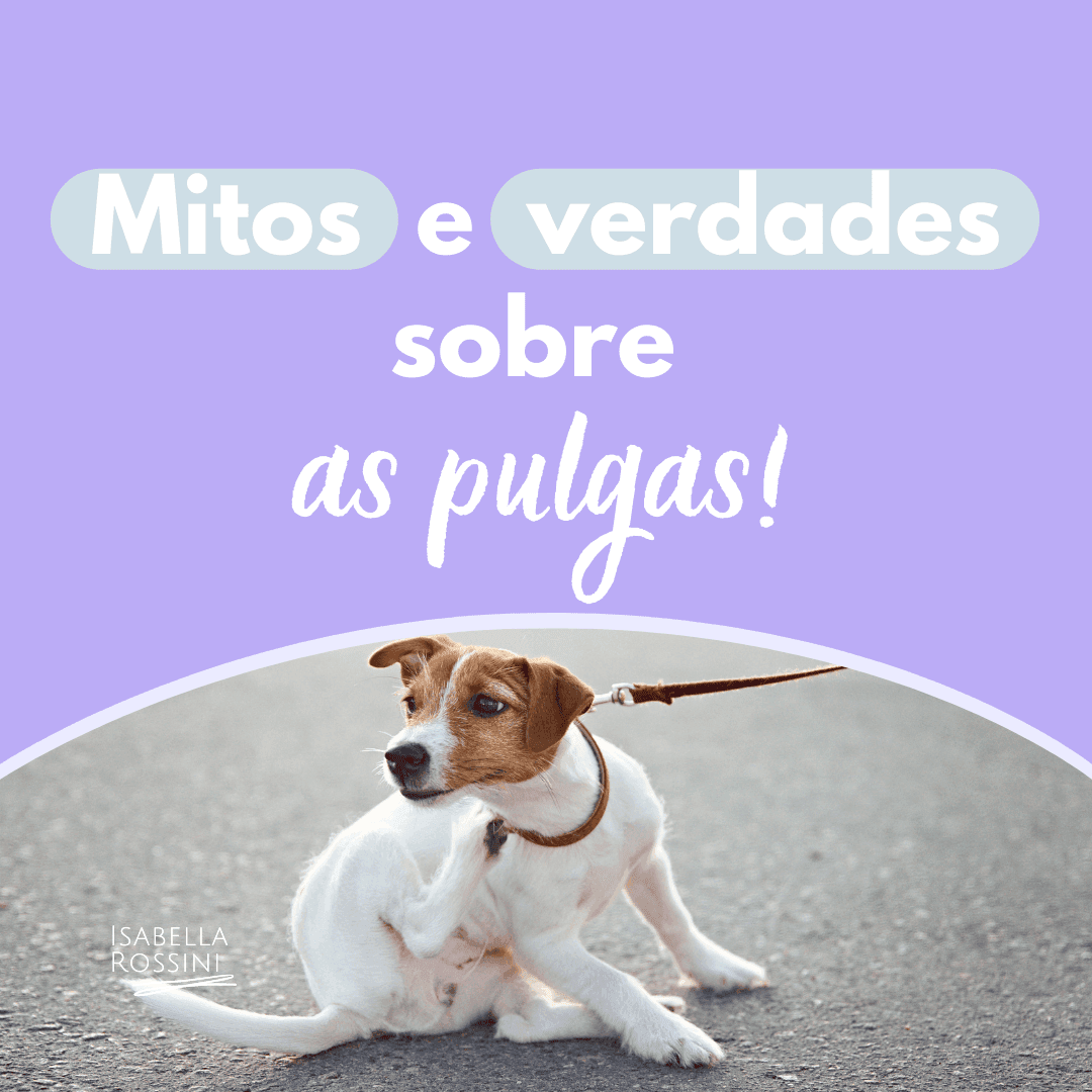 Mitos x Verdades sobre as pulgas!