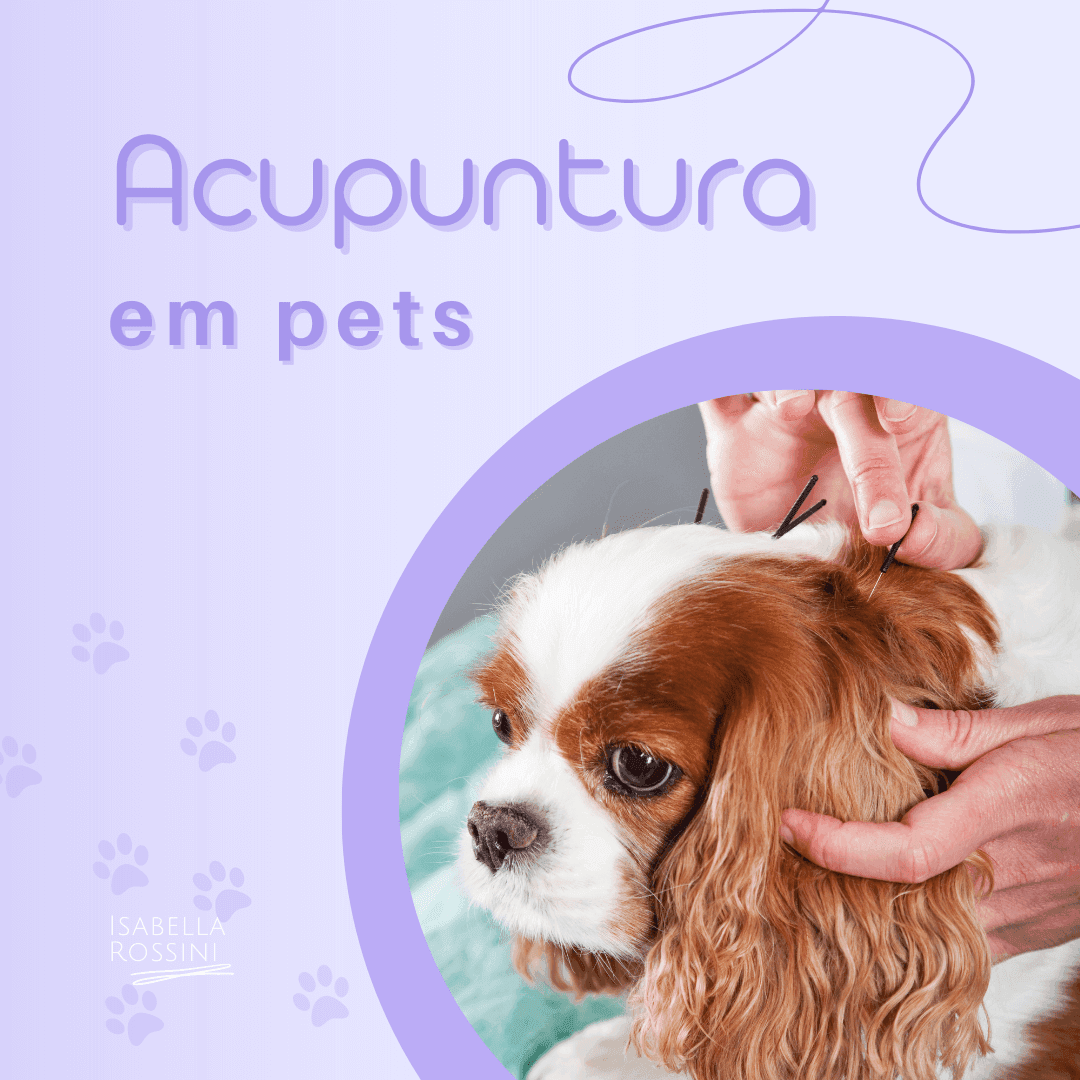 Acupuntura para pets, saiba mais!