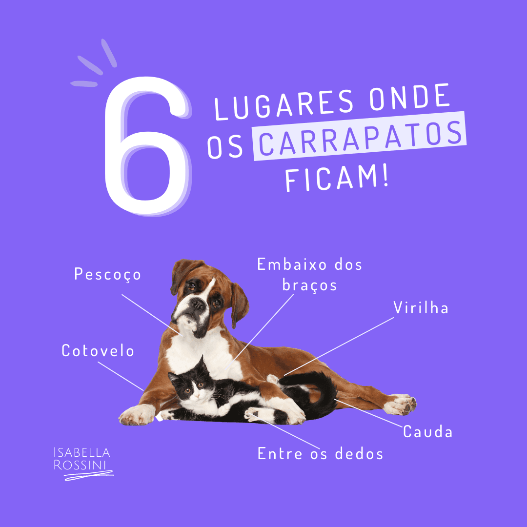 Onde os carrapatos mais ficam nos nossos pets?