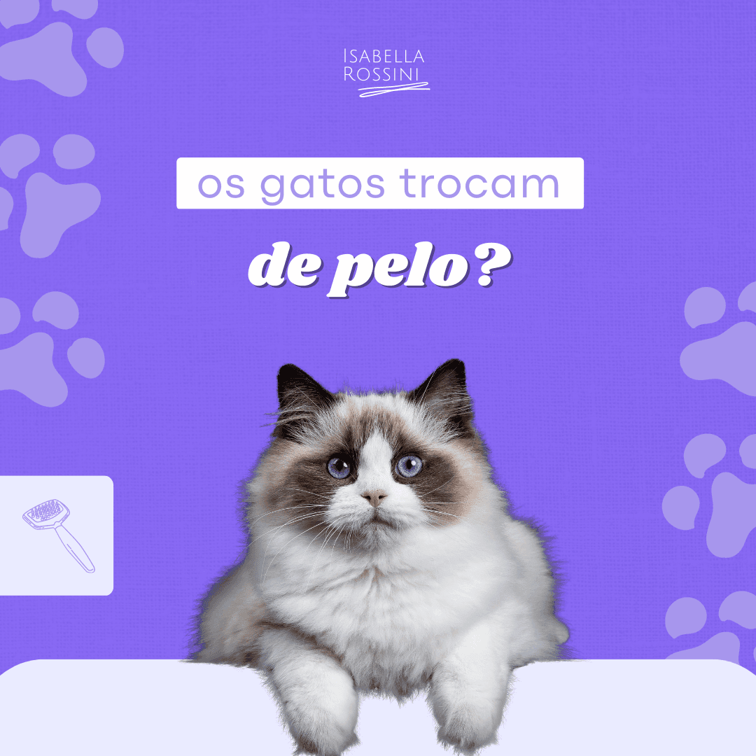 Os gatos trocam de pelo?