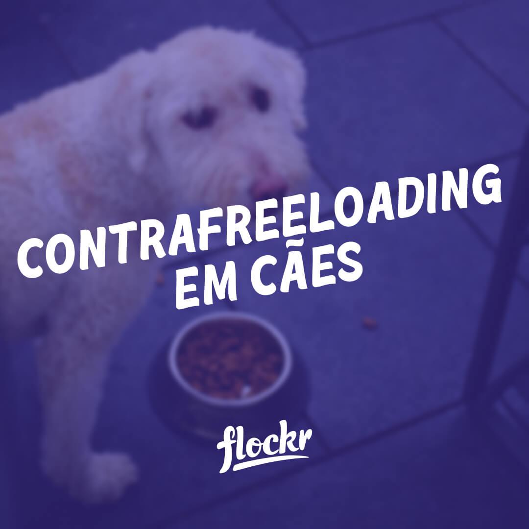 Contrafreeloading em Cães: O que é e Como Beneficia seu Pet